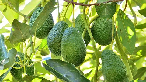 Avodaco Tree
