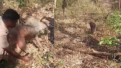 Baby elephant stuck in rock, forest guards await mother's return