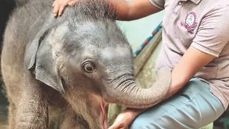 abhayaranyam elephant