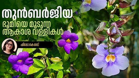 Thunbergia flowering ornamental plant growing in Kerala garden environment
