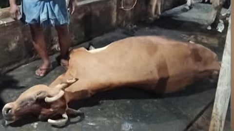 Cow dies in Kottayam due to extreme heat