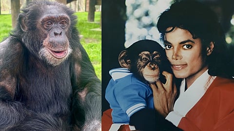 Michael Jackson, Bubbles 