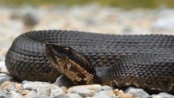 Another snakebite death, 65-year-old woman dies in kannur