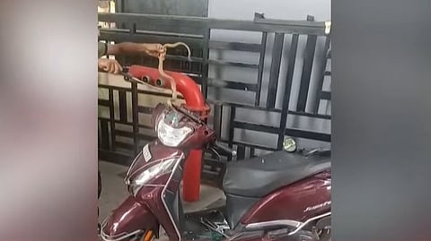 Snake in Scooter
