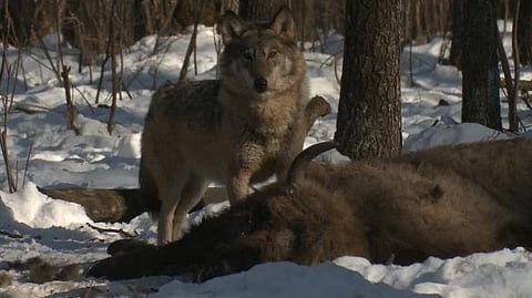 Chernobyl Wolves