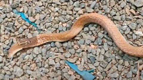 Cobra snake dies after falling jackfruit 