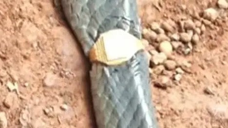 Snake with gold ring