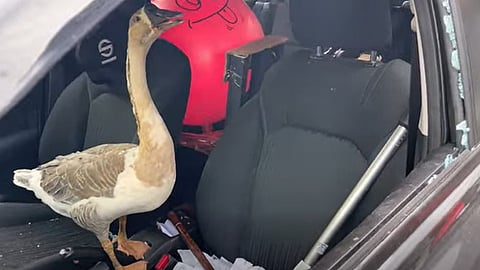 Duck in the car