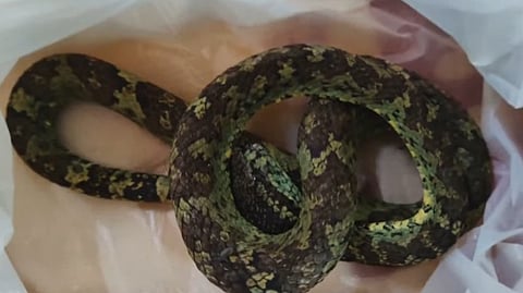 Young man reaches hospital with the snake that bit him in Thamarassery.
