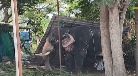 elephant attack in koodalmanikyam temple