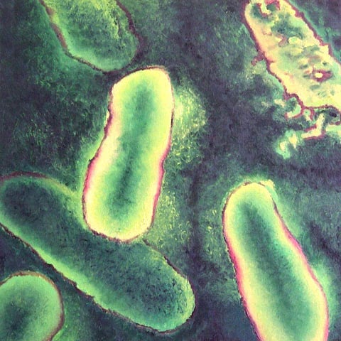 ലോകത്ത് നാശം വിതച്ച പ്ലേഗ് വീണ്ടും വരുന്നു; ഒമ്പതു രാജ്യങ്ങള്‍ക്ക് ലോകാരോഗ്യ സംഘടനയുടെ മുന്നറിയിപ്പ്
