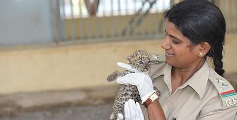 കിണറ്റില്‍ വീണ സിംഹത്തിന് മുതല്‍ കറങ്ങിനടന്ന പുള്ളിപുലിക്ക് വരെ റസീല രക്ഷകയാണ്  