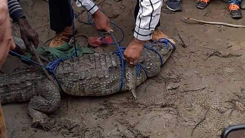 നാട്ടുകാര്‍ മുതലയെ കൊന്നു തിന്നു;  വനം വകുപ്പ് അന്വേഷണം തുടങ്ങി