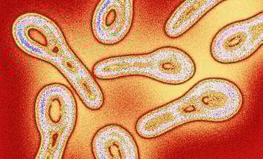 മലപ്പുറത്ത് ഒരു കുട്ടിക്കുകൂടി ഡിഫ്തീരിയ സ്ഥിരീകരിച്ചു