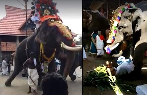 ഇന്നലെ നടന്ന രണ്ട് 'ആനക്കലി' വീഡിയോ കാണാം