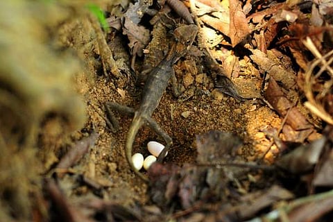 ഭൗമദിനത്തോടനുബന്ധിച്ച് വയനാട് പൂക്കോട് തടാകത്തിനു സമീപത്തു നിന്നും എ സനീഷ് പകര്‍ത്തിയ ചിത്രങ്ങള്‍ (ഓന്ത് അതിന്റെ മുട്ട ഒളിപ്പിക്കാന്‍ കുഴിയുണ്ടാക്കുകയാണ്)