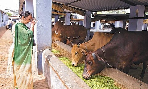 പശു രാഷ്ട്രീയക്കാര്‍ ശ്രദ്ധിക്കേണ്ടത്