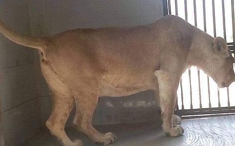 കുഞ്ഞുങ്ങളെ എങ്ങിനെ വളര്‍ത്തണമെന്ന് പരിശീലിപ്പിക്കാന്‍ അമ്മ സിംഹത്തെ കാണിക്കുന്നത് ബിബിസിയുടെ ഡോക്യുമെന്ററി