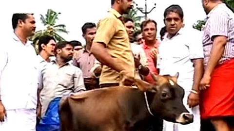 പരസ്യമായി മാടിനെ അറുത്ത സംഭവം; യൂത്ത് കോണ്‍ഗ്രസ് പ്രവര്‍ത്തകര്‍ക്കെതിരെ കേസെടുത്തു