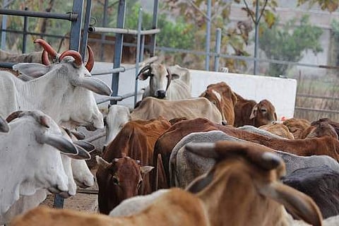 കശാപ്പു നിയന്ത്രണം: കേന്ദ്ര വിജ്ഞാപനം മദ്രാസ് ഹൈക്കോടതിസ്‌റ്റേ ചെയ്തു, നാലാഴ്ചയ്ക്കകം സര്‍ക്കാര്‍ വിശദീകരണം നല്‍കണം 