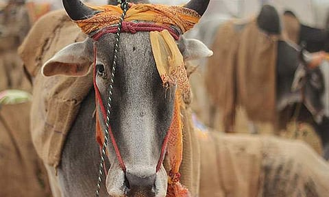 കശാപ്പു വിലക്ക്: കോണ്‍ഗ്രസില്‍ എതിര്‍പ്പ് കേരള നേതാക്കള്‍ക്കു മാത്രം, ഒന്നും മിണ്ടാതെ കേന്ദ്ര നേതൃത്വം