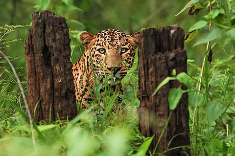 കണ്ണൂരിനെ വിറപ്പിച്ച പുലി കാട്ടുപുലിയല്ല, വീട്ടുപുലി; ഇര തേടാന്‍ മടി, ആടിനെ കൂട്ടുകാരനാക്കി