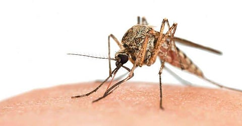 ഡെങ്കിപ്പനി: സംസ്ഥാനത്ത് ഒരാള്‍ കൂടി മരിച്ചതായി സ്ഥിരീകരിച്ചു