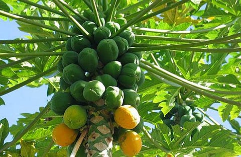 പപ്പായ ഇല പിഴിഞ്ഞു കുടിച്ചാല്‍ ഡെങ്കിപ്പനി മാറുമോ?