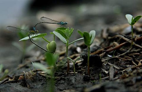 ചിത്രം മെല്‍ട്ടണ്‍ ആന്റണി