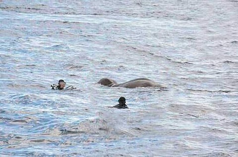 കടലിലേക്ക് ഒഴുകിപോയ കാട്ടാന, ശ്രീലങ്കന്‍ നേവി രക്ഷയ്‌ക്കെത്തി(വീഡിയോ)