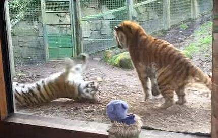 നല്ല ഉറക്കത്തില്‍ നിന്നും എഴുന്നേല്‍പ്പിച്ചാല്‍ പിന്നെ എങ്ങിനെ പ്രതികരിക്കണം? 