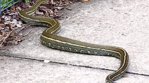 (പ്രതീകാത്മക ചിത്രം)