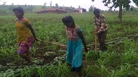 farmers working on the field