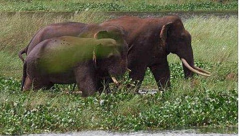 അവര്‍ പോയില്ല, രാത്രി തിരിച്ചുവന്നു; കാടുകയറ്റാന്‍ വീണ്ടും വനംവകുപ്പിന്റെ ശ്രമം