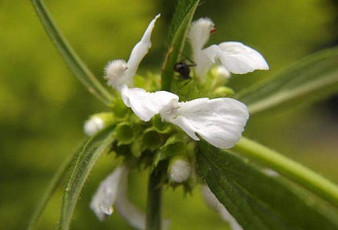 പൊന്നിന്‍ ചിങ്ങം വന്നെത്തി;  പൂവിളി ഉയര്‍ത്തി ഇനി ഓണമണയും കാലം