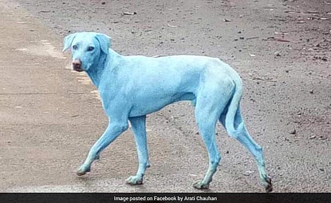 പുഴ മാലിന്യമയം; പട്ടിയുടെ നിറം നീലയായി