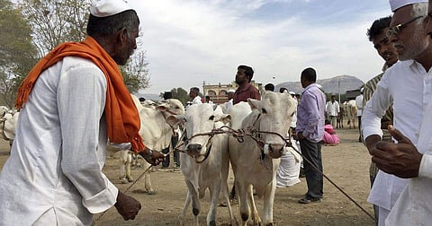 ബക്രീദിന് അനധികൃത കന്നുകാലി കശാപ്പ് അനുവദിക്കില്ല; സംസ്ഥാന സര്‍ക്കാരുകള്‍ക്ക് മുന്നറിയിപ്പ്