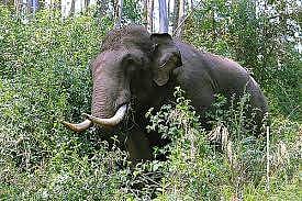 കുത്താമ്പിള്ളിയില്‍ കാട്ടാനക്കൂട്ടം: തിങ്ങിക്കൂടിയ ജനക്കൂട്ടത്തെ പിരിച്ച് വിടാന്‍ 144 പ്രഖ്യാപിച്ചു