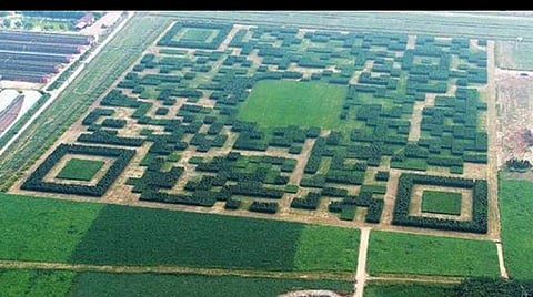 ഇവിടെ വൃക്ഷങ്ങളെ ഉപയോഗിച്ചാണ് ക്യുആര്‍ കോഡ്; സ്‌കാന്‍ ചെയ്യണമെങ്കില്‍ ആകാശത്തേക്ക് പറക്കണം