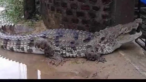 ഹാര്‍വി കൊടുംങ്കാറ്റും മഴയും ശാന്തമായി, പക്ഷേ കാടിറങ്ങിയ ഇഴജന്തുക്കളൊന്നും തിരികെപ്പോയില്ല