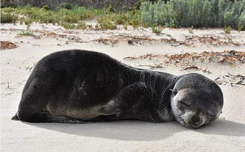 ഇതിലും ക്യൂട്ടായി എങ്ങിനെ ഉറങ്ങും? ഉറങ്ങാന്‍ പറ്റിയ സ്ഥലം തേടി നീന്തിയത് 200 കിലോമീറ്റര്‍