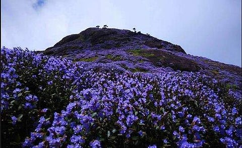 ആ ചിത്രങ്ങള്‍ കണ്ട് ആരും മല കയറേണ്ട, നീലക്കുറിഞ്ഞി പൂത്തിട്ടില്ല...