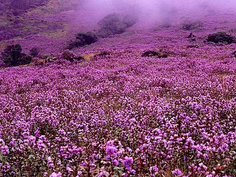 നീലക്കുറിഞ്ഞി പറിച്ചു വാഹനത്തില്‍ സൂക്ഷിച്ചു; 2000 രൂപ പിഴ