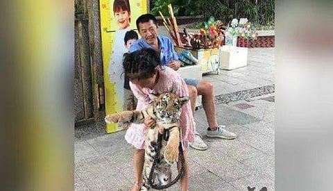 ഈ മൃഗശാല സൂക്ഷിപ്പുകാരന്റെ മകള്‍ക്ക് ചെറിയ കളിപ്പാട്ടമൊന്നും പറ്റില്ല: ചുരുങ്ങിയത് ഒരു കടുവക്കുഞ്ഞെങ്കിലും വേണം