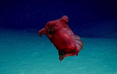 ആഴക്കടലില്‍ നീന്തിത്തുടിക്കുന്ന 'തലയില്ലാത്ത കോഴി പിശാച്'; ലോകത്തെ ഭയപ്പെടുത്തി അത്ഭുത ജീവിയുടെ വീഡിയോ