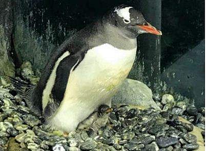 അച്ഛനും പുരുഷന്‍ അമ്മയും പുരുഷന്‍ ; അമ്പരപ്പിച്ച് പെന്‍ഗ്വിന്‍ ദമ്പതികള്‍, കൗതുകം മാറാതെ ലോകം ( വീഡിയോ) 