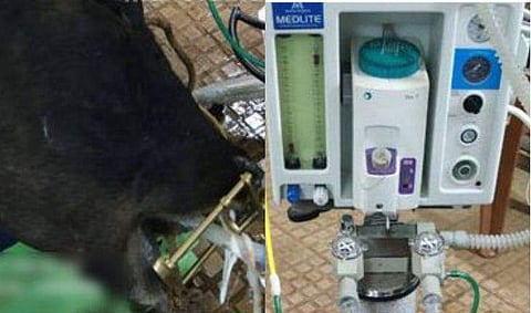 ട്യൂബ് മൂക്കിനുള്ളിലൂടെ കടത്തിവിട്ട് പശുവിന് ഗ്യാസ് അനസ്‌തേഷ്യ, കേരളത്തില്‍ ഇതാദ്യം; ശസ്ത്രക്രിയ വിജയകരമെന്ന് ഡോക്ടര്‍മാര്‍ 