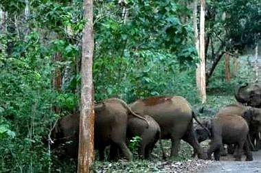 വീട്ടമ്മയെ കാട്ടാന ചവിട്ടിക്കൊന്നു; ആക്രമണം ഉറങ്ങിക്കിടക്കുമ്പോള്‍ 