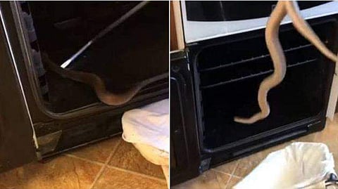 ചിപ്‌സ് ഉണ്ടാക്കാന്‍ ഓവന്‍ തുറന്നപ്പോള്‍ ജീവനുള്ള പാമ്പ്: പേടിച്ച് വിറച്ച് വയോധിക ദമ്പതിമാര്‍
