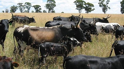 തൃശൂരില്‍ മാള്‍ട്ടപ്പനി സ്ഥിരീകരിച്ചു; കരുതല്‍ ജാഗ്രത